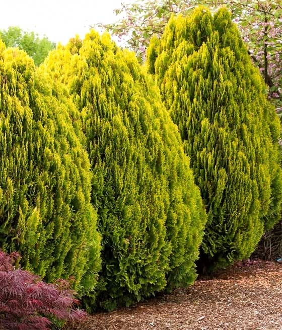 Żywotnik/thuja zachodni Aurea Nana D