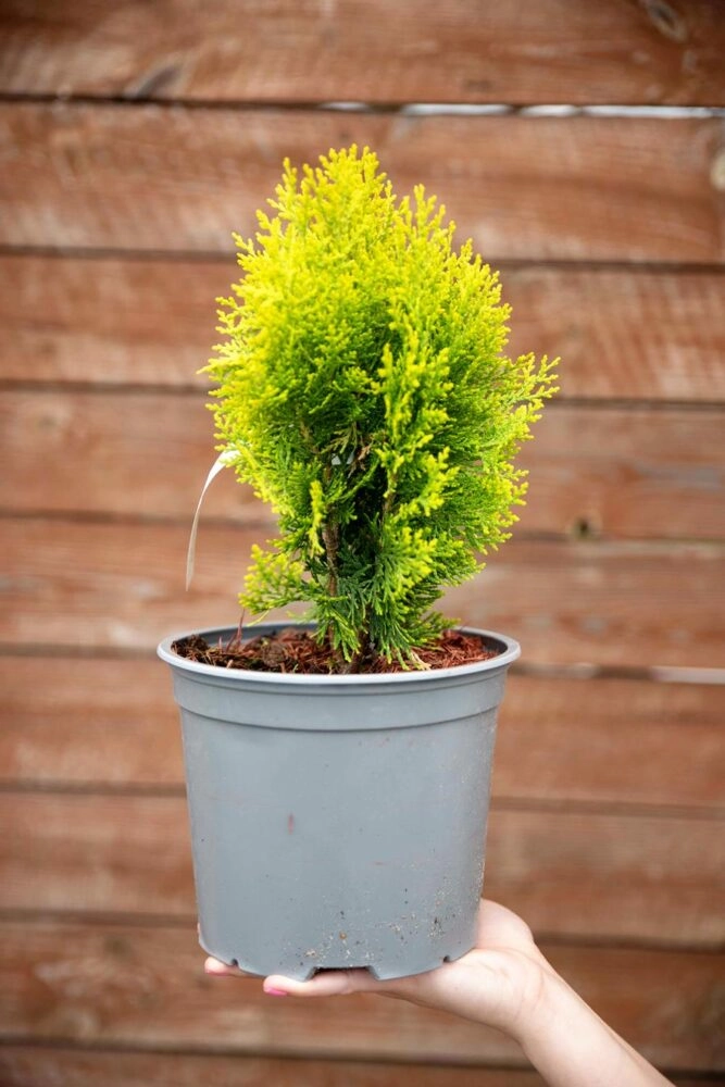 Żywotnik/thuja zachodni Aurea Nana