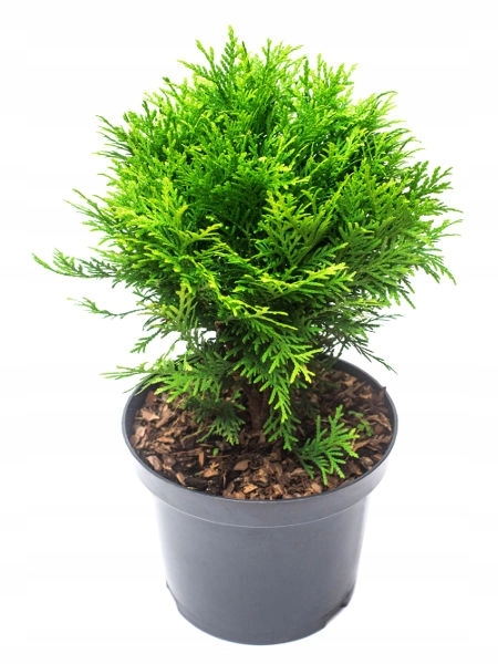 Żywotnik/thuja zachodni Danica M