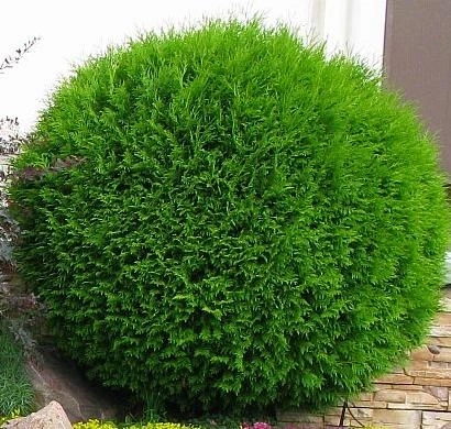 Żywotnik/thuja zachodni 'Globosa' D