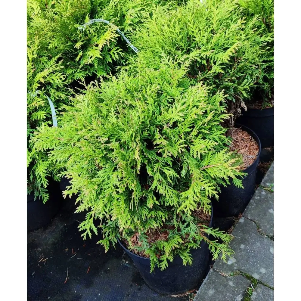 Żywotnik/thuja zachodni 'Globosa'