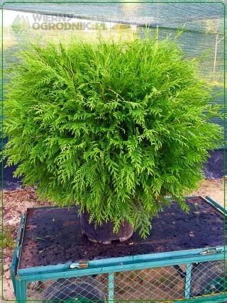 Żywotnik/thuja zachodni 'Globosa' S