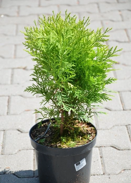 Żywotnik/thuja zachodni 'Selena'