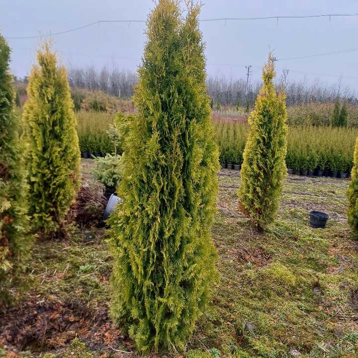 Żywotnik/thuja zachodni "Szmaragd Jantar" D