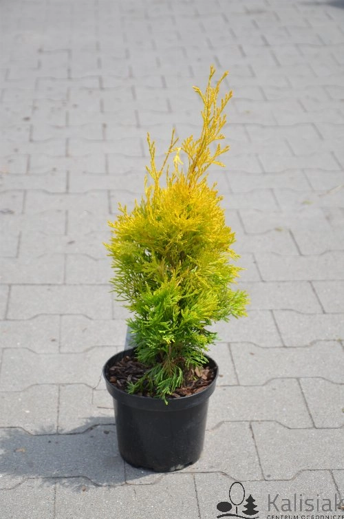 Żywotnik/thuja zachodni "Szmaragd Jantar"