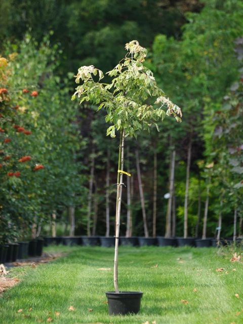 Acer negundo FLAMINGO