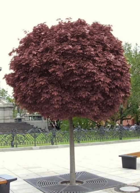 Acer platanoides czerwony PURPLE GLOBE D