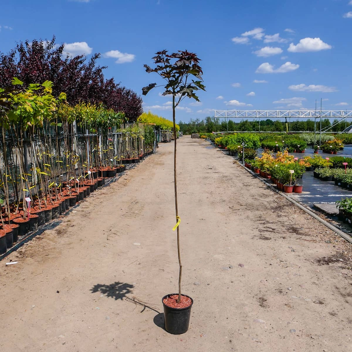  Acer platanoides GLOBOSUM