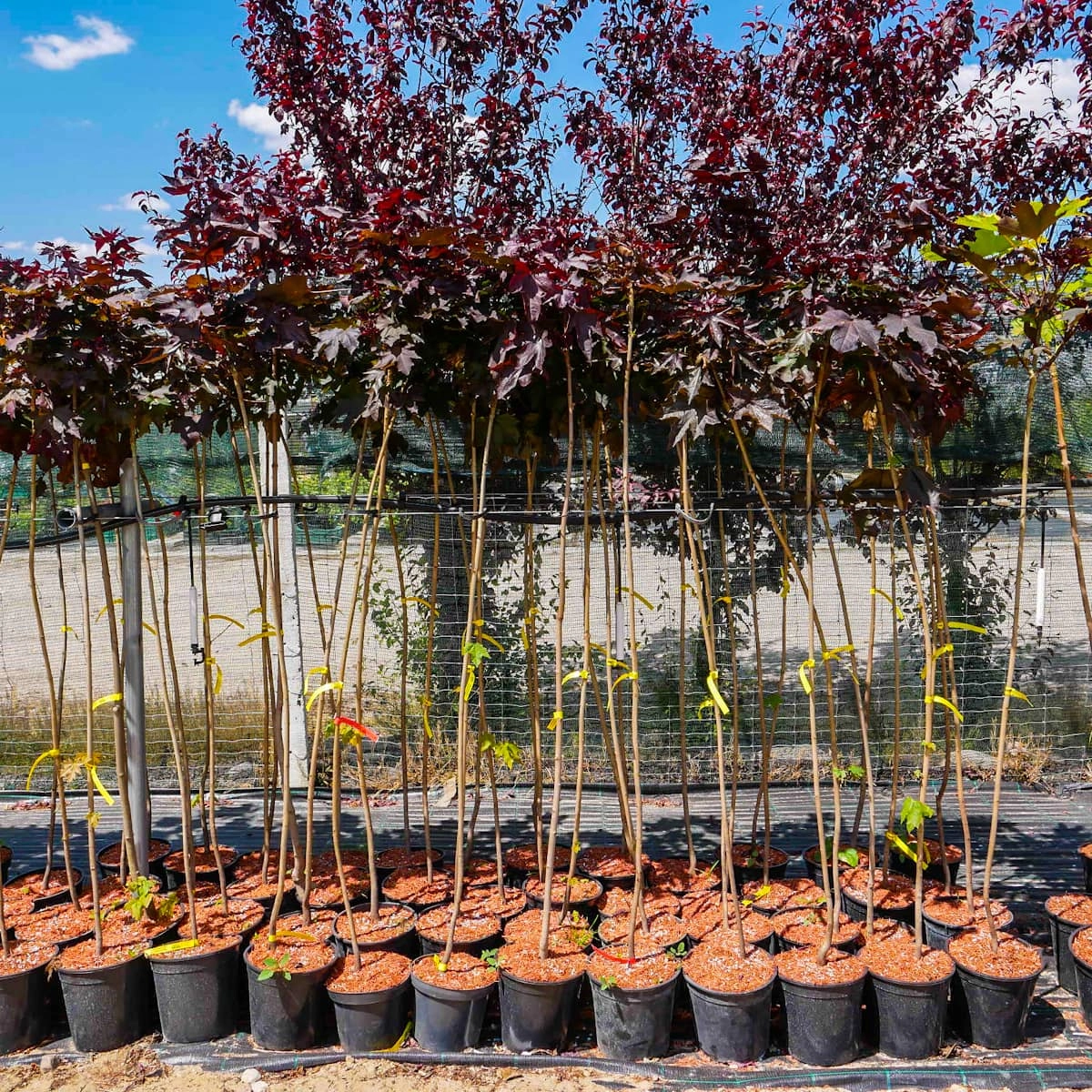 Acer platanoides czerwony PURPLE GLOBE S