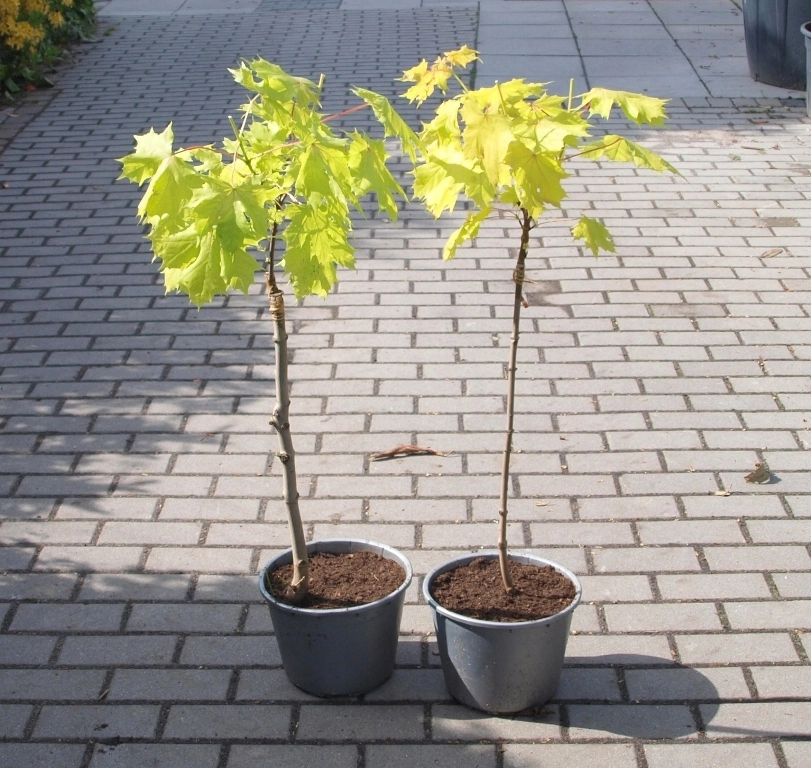 Acer platanoides PRINCETON GOLD