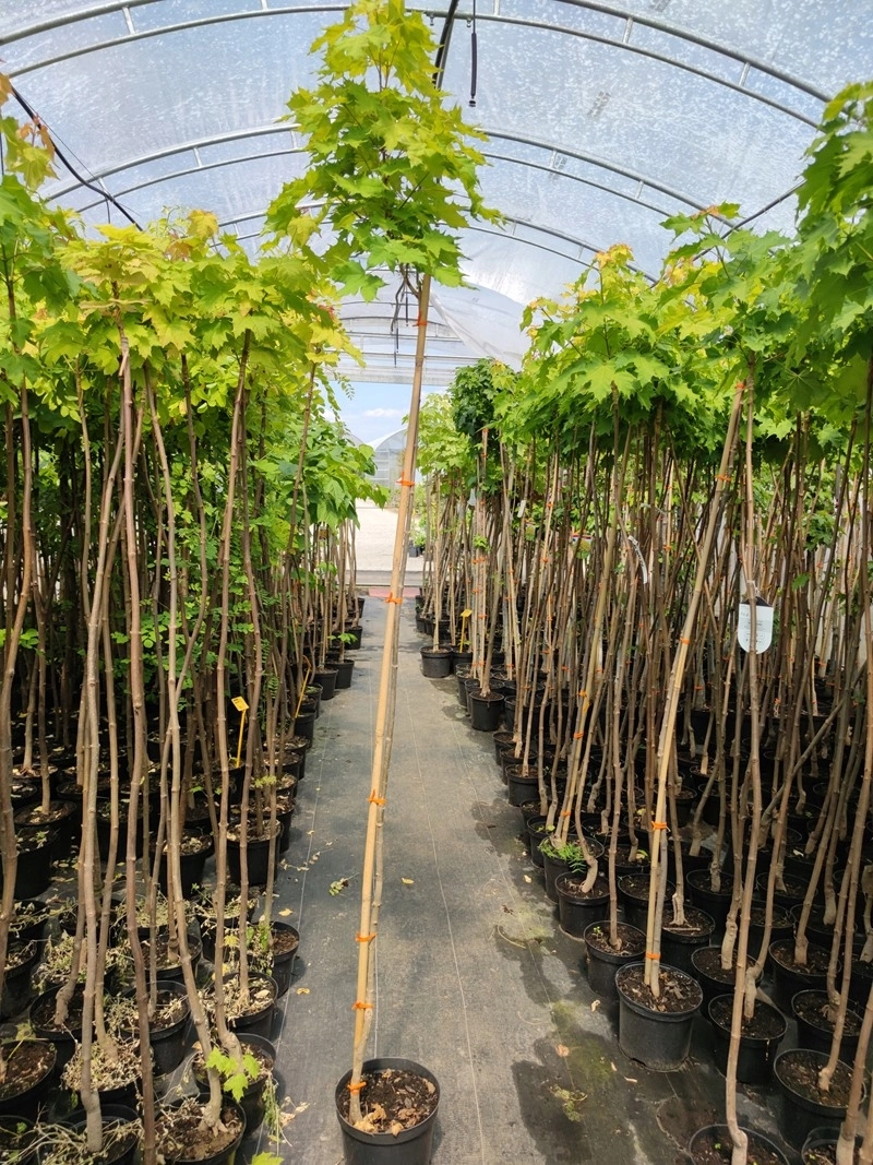 Acer platanoides PRINCETON GOLD S