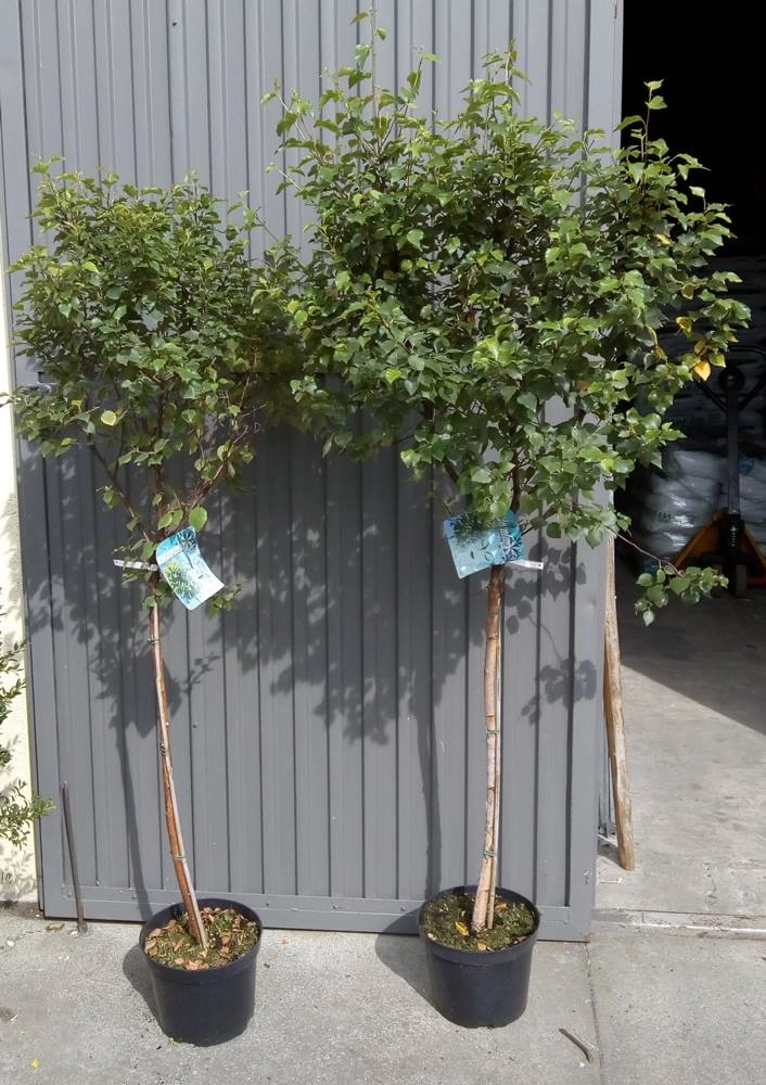 Betula pendula MAGICAL GLOBE 'Globe' S