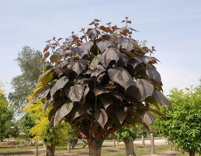 Catalpaerubescens 'Purpurea' D