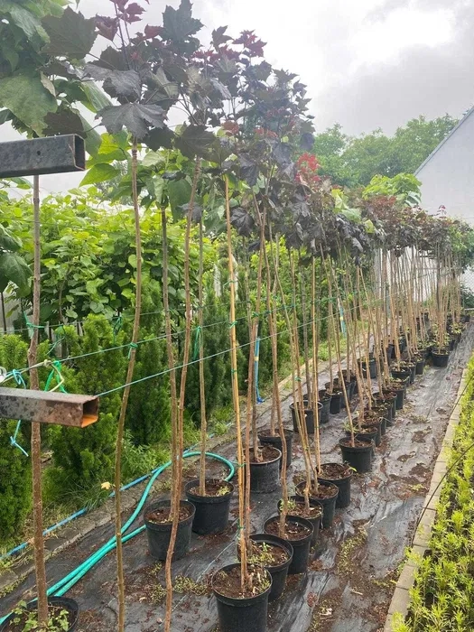 Catalpaerubescens 'Purpurea' S