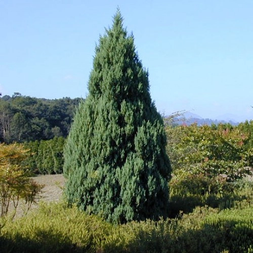 Juniperus chinensis 'Stricta' D