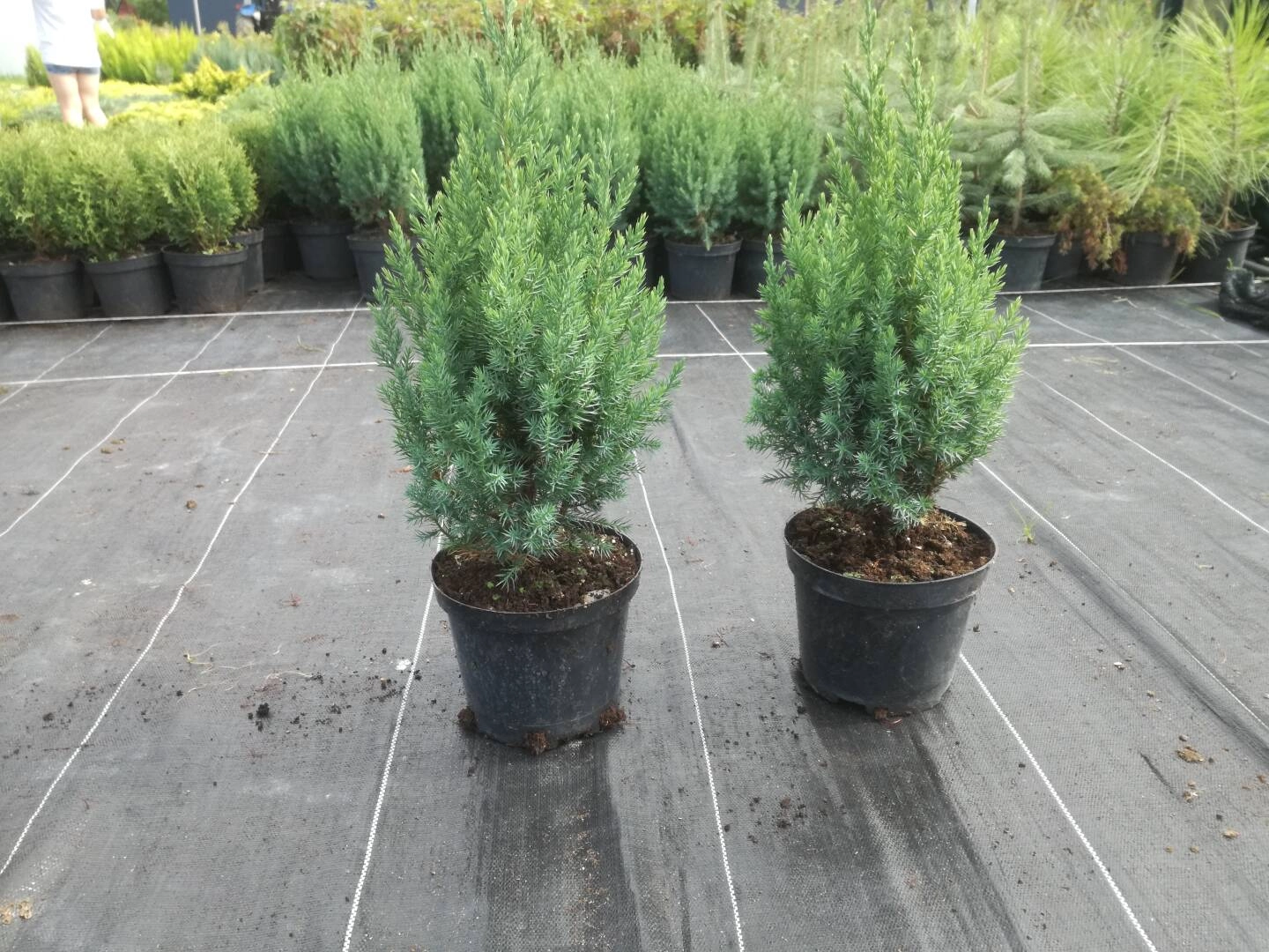 Juniperus chinensis 'Stricta'