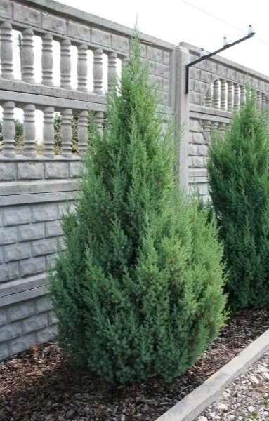 Juniperus chinensis 'Stricta' S