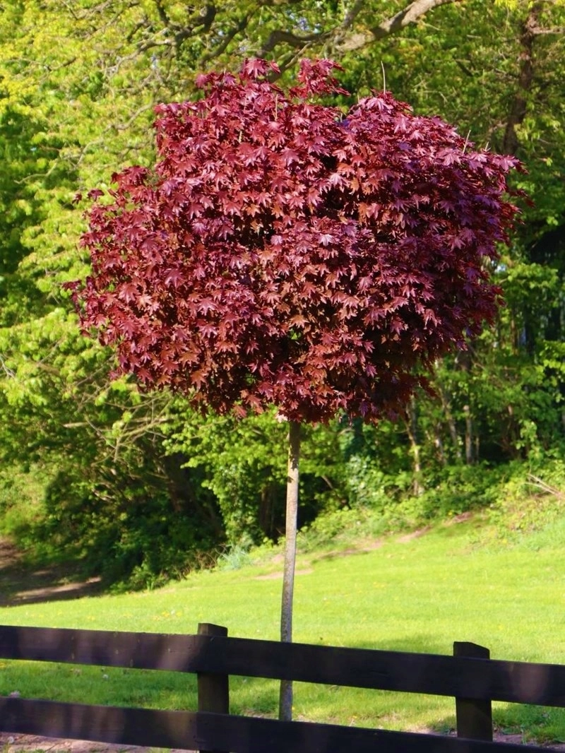 Acer platanoides 'Royal Red' D