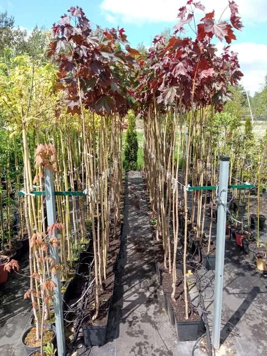 Acer platanoides 'Royal Red' 