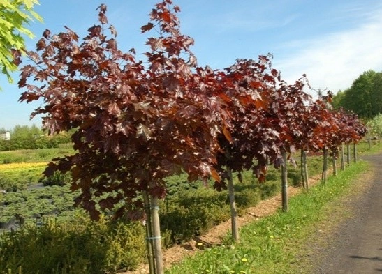 Acer platanoides 'Royal Red' S