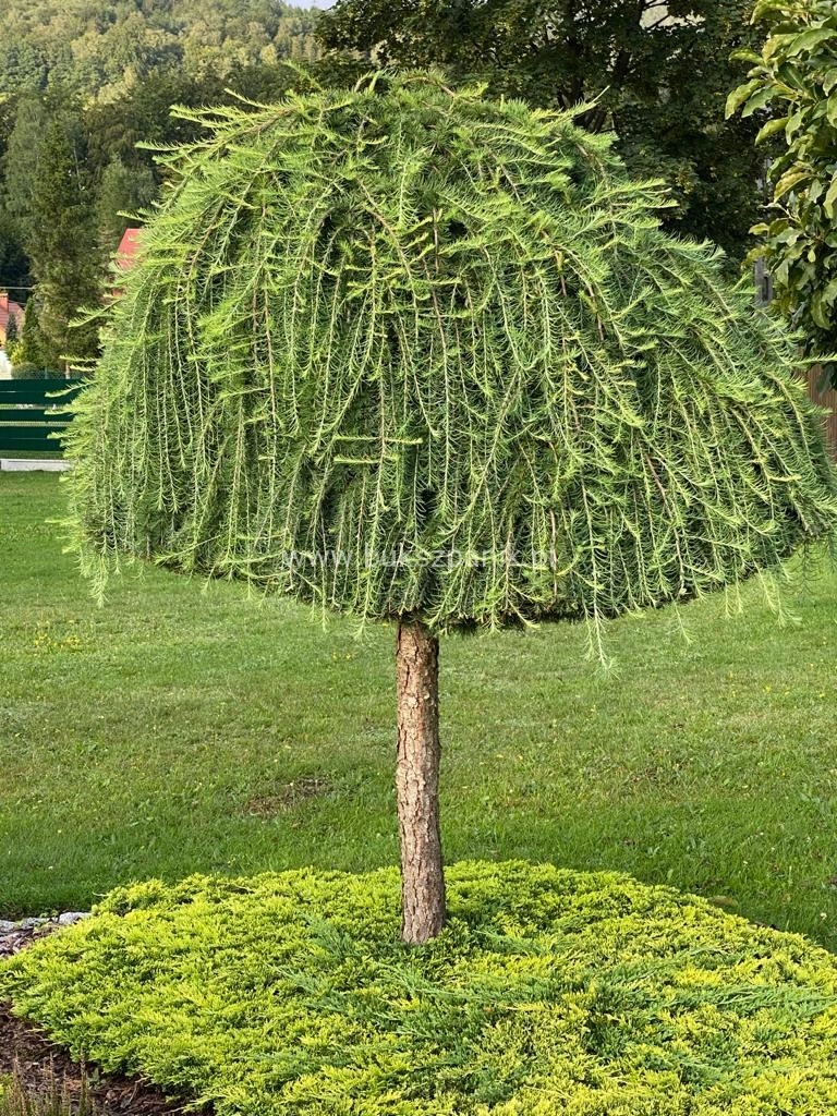 Larix decidua 'Pendula' D