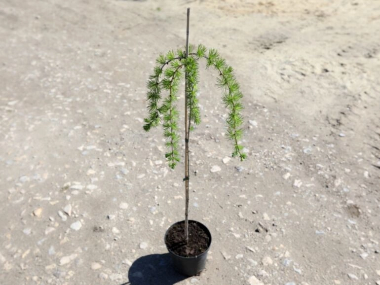 Larix decidua 'Pendula' 