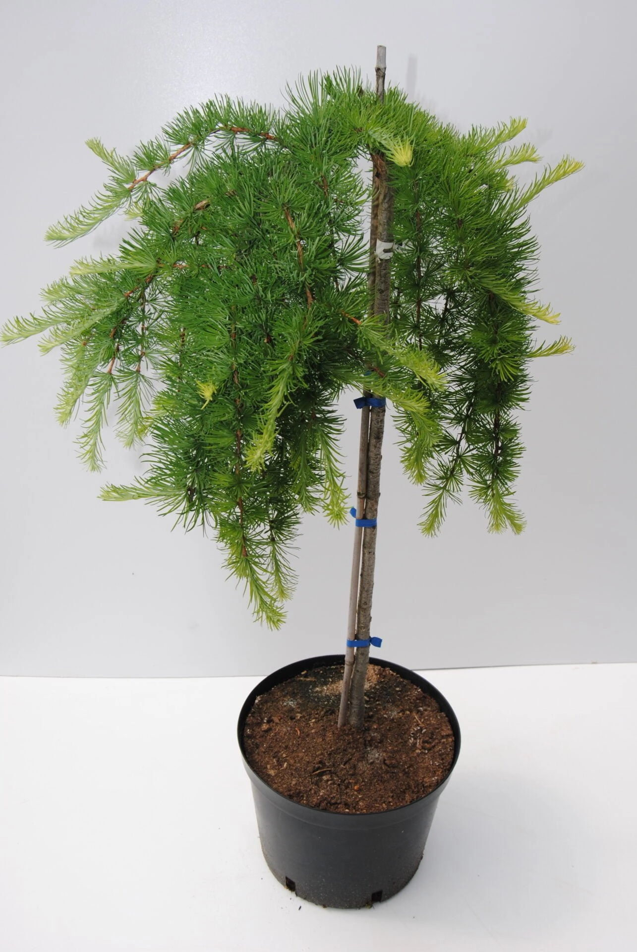 Larix decidua 'Pendula' S