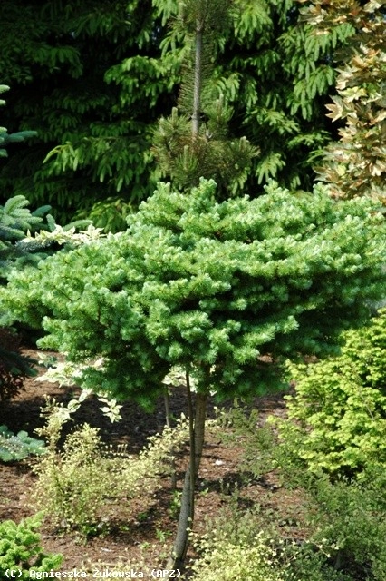 Larix kaempferi 'Blue Dwarf' D