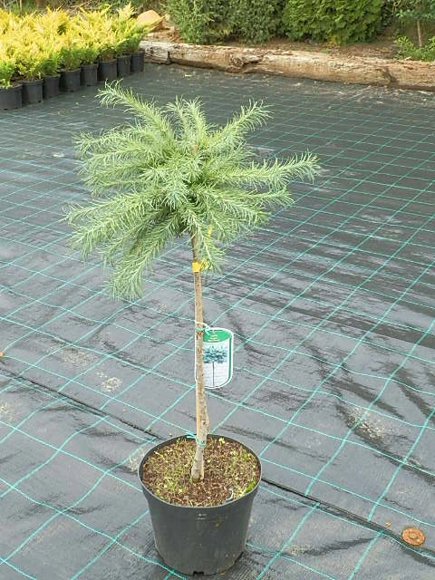 Larix kaempferi 'Blue Dwarf'