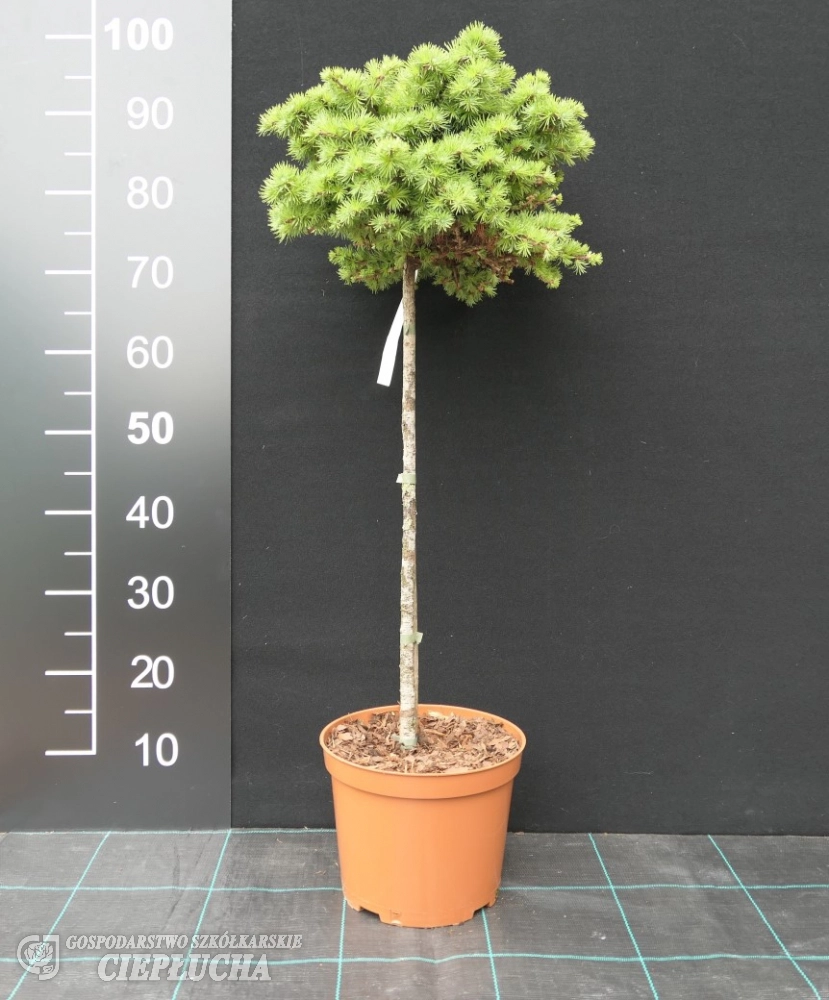 Larix kaempferi 'Blue Dwarf' S