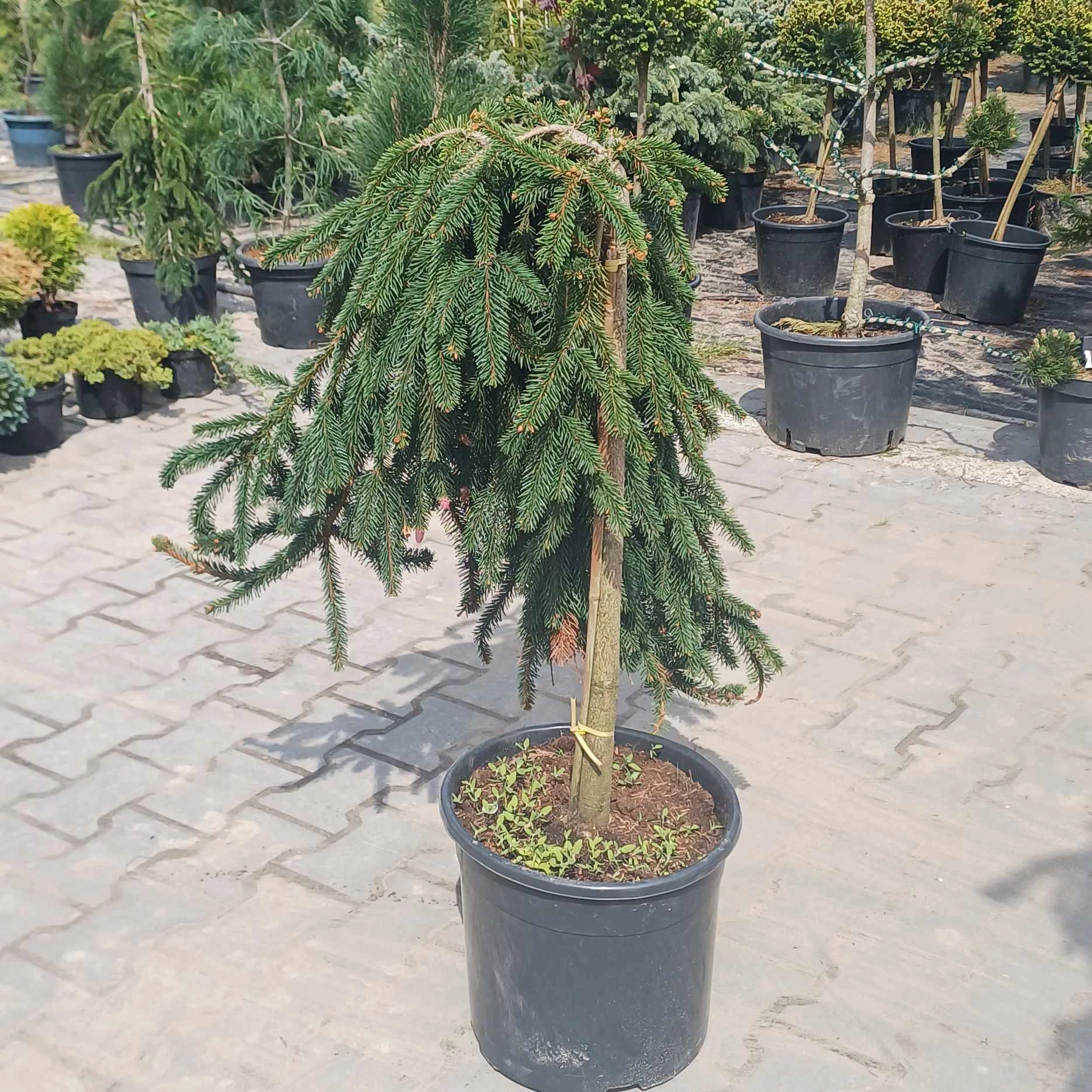 Picea abies 'Inversa'