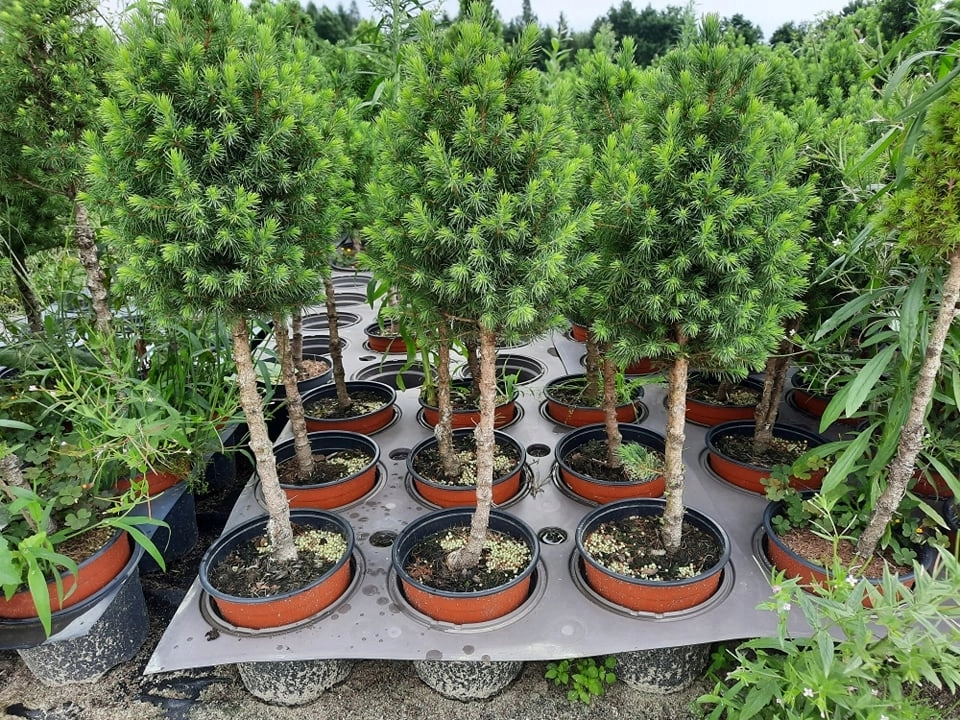 Picea glauca 'Conica' D