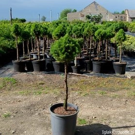 Picea glauca 'Conica'