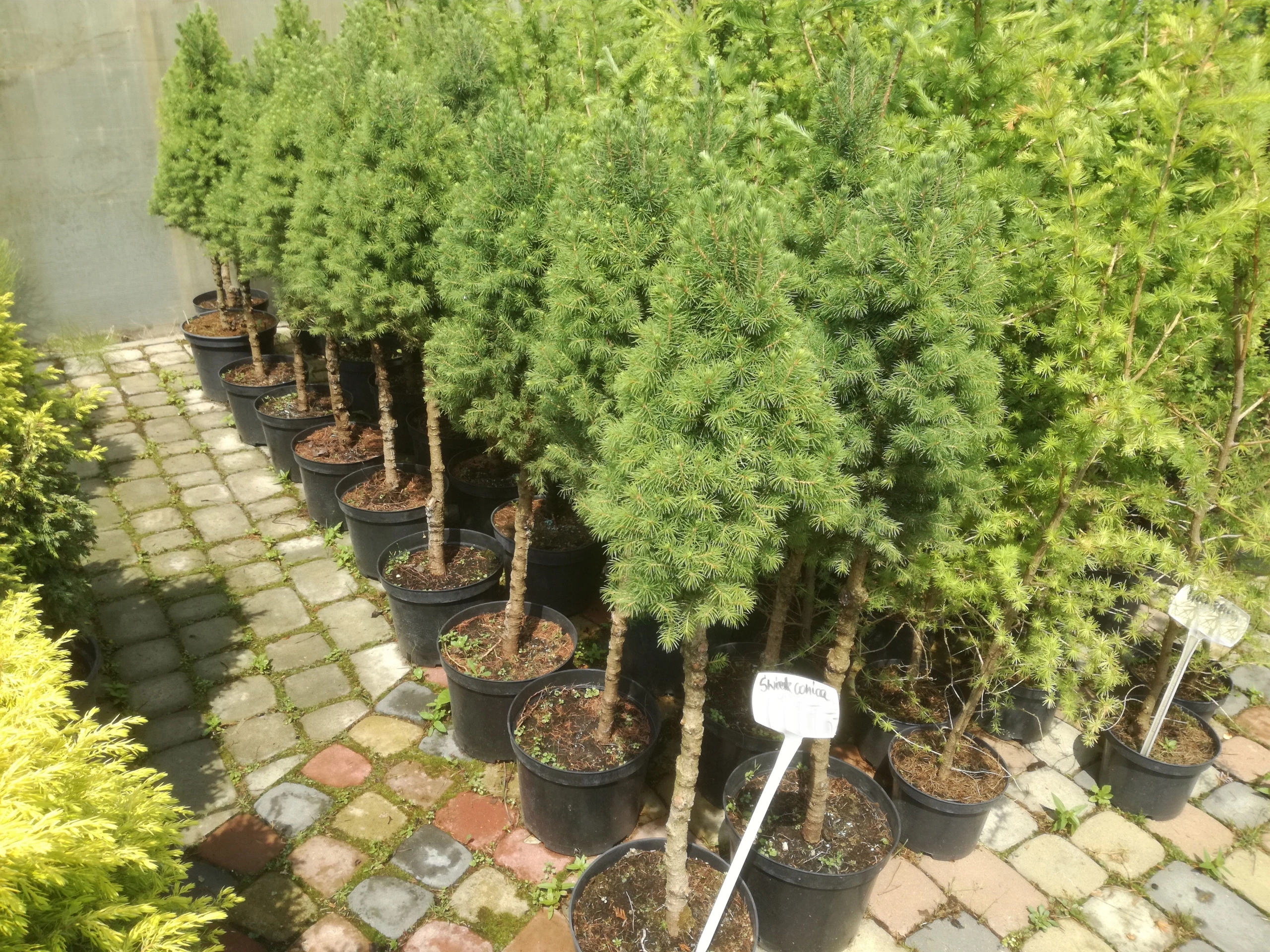 Picea glauca 'Conica' S