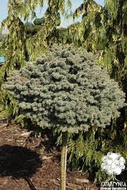 Picea pungens 'Glauca Globosa' D