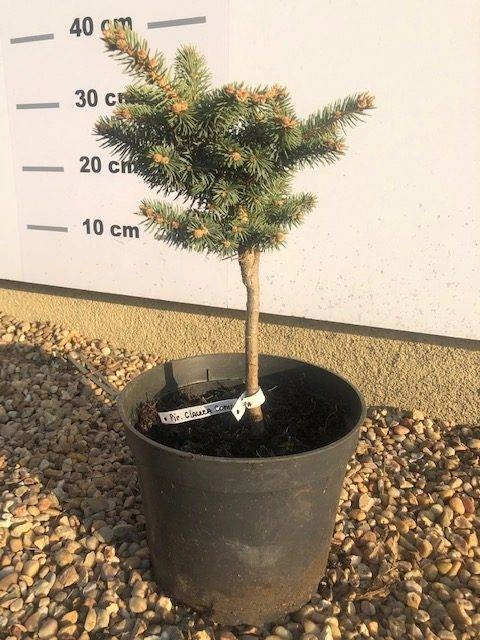 Picea pungens 'Glauca Globosa'