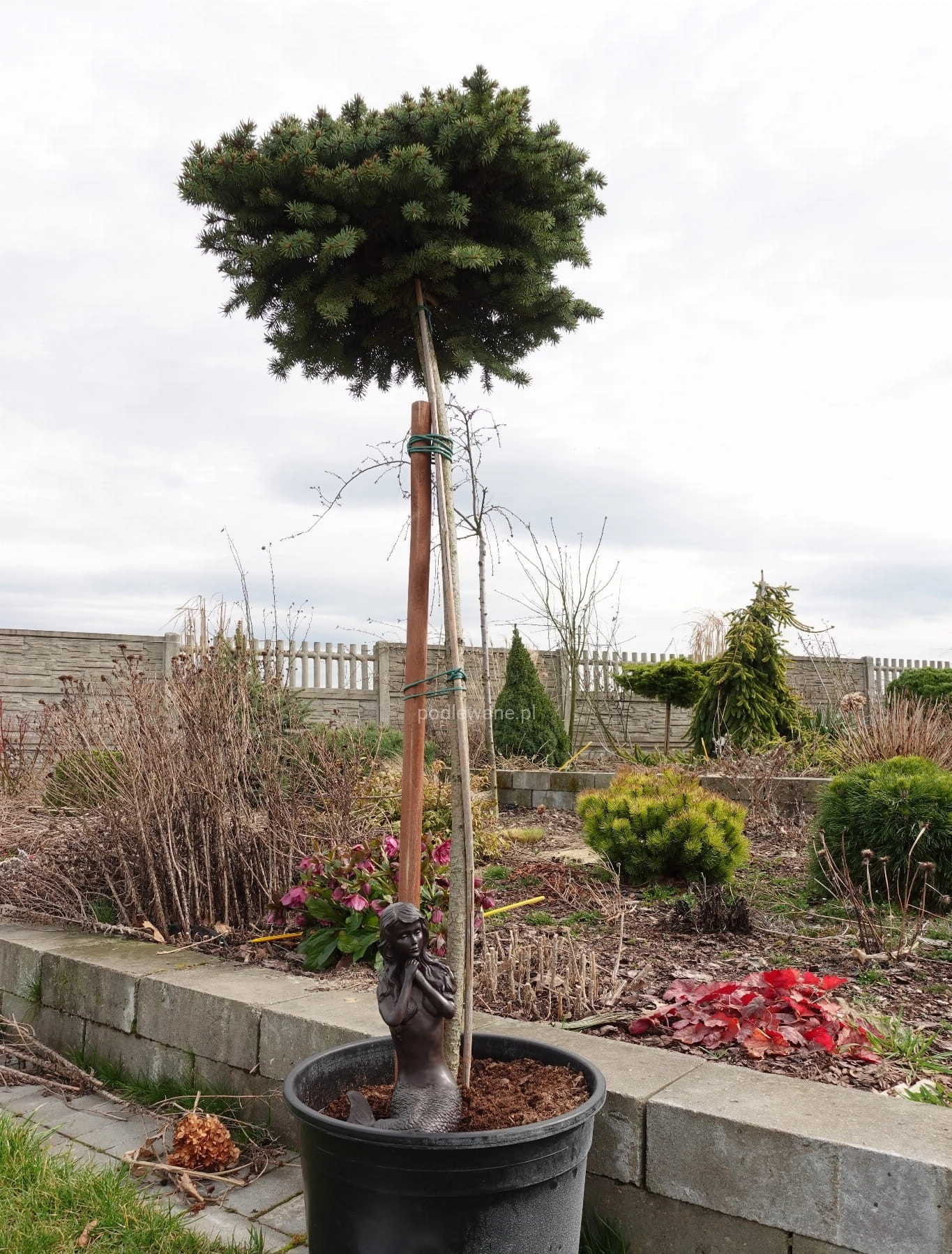 Picea pungens 'Glauca Globosa' S