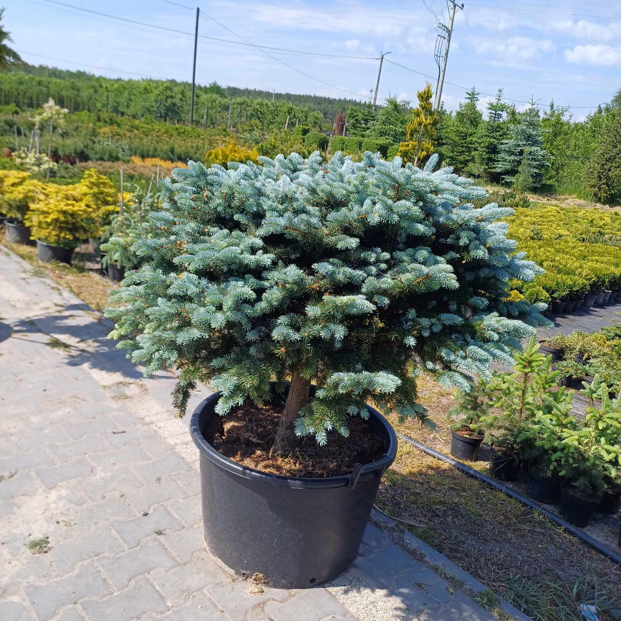 Picea pungens 'Glauca Globosa' D