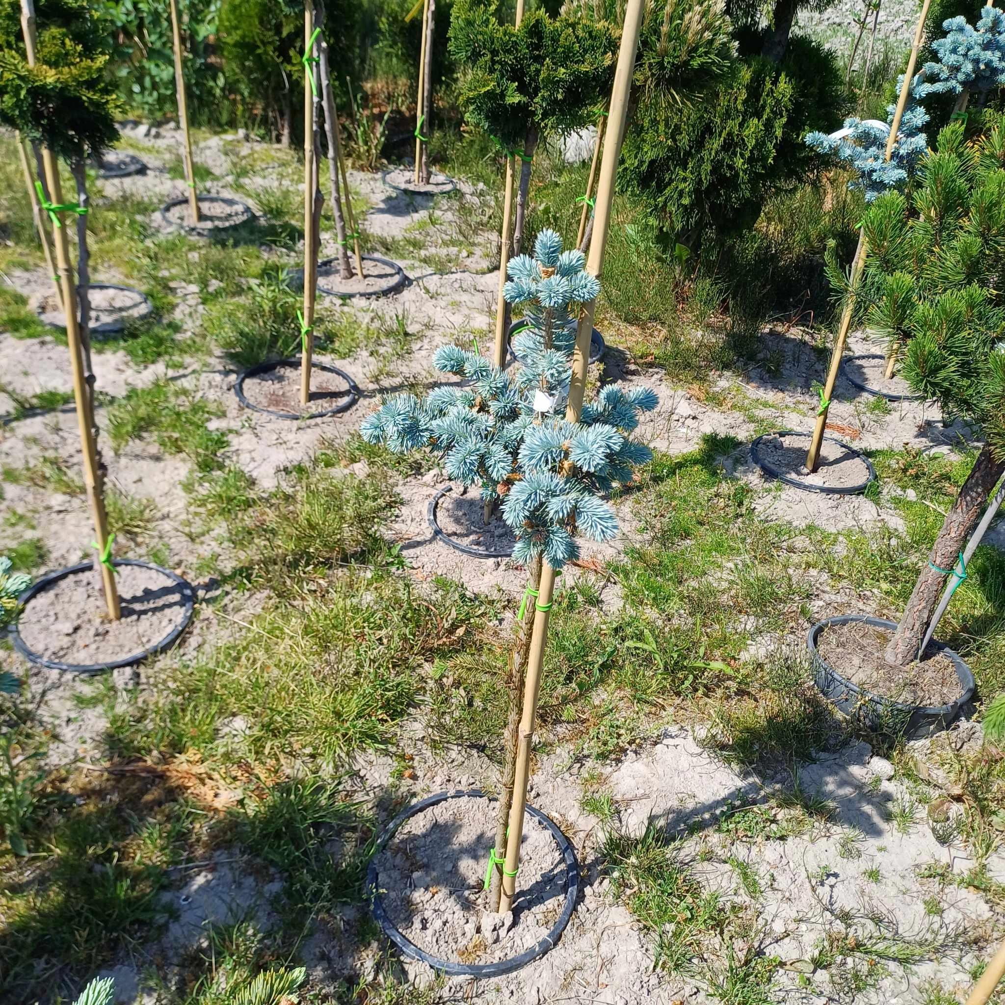 Picea pungens 'Glauca Globosa'