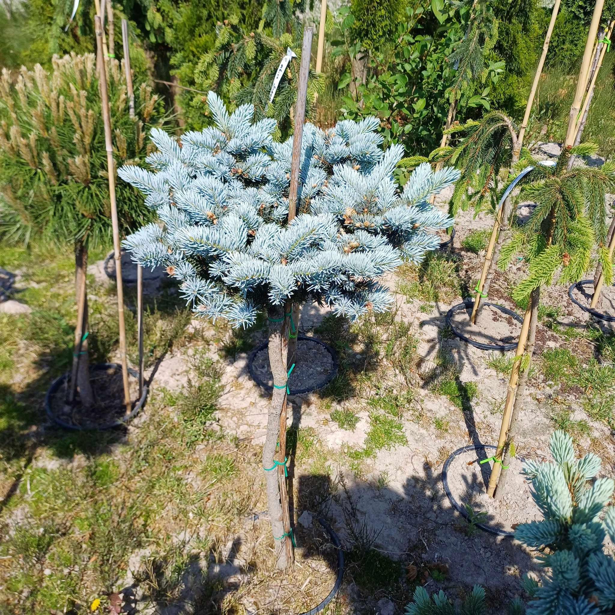 Picea pungens 'Glauca Globosa' S