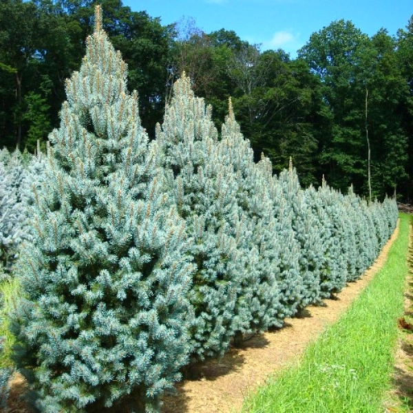 Picea pungens 'Iseli Fastigiate' D