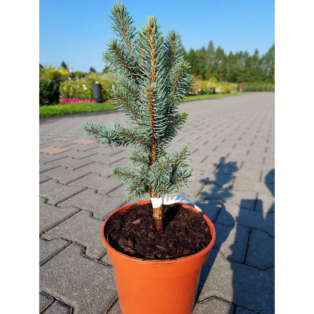 Picea pungens 'Iseli Fastigiate'