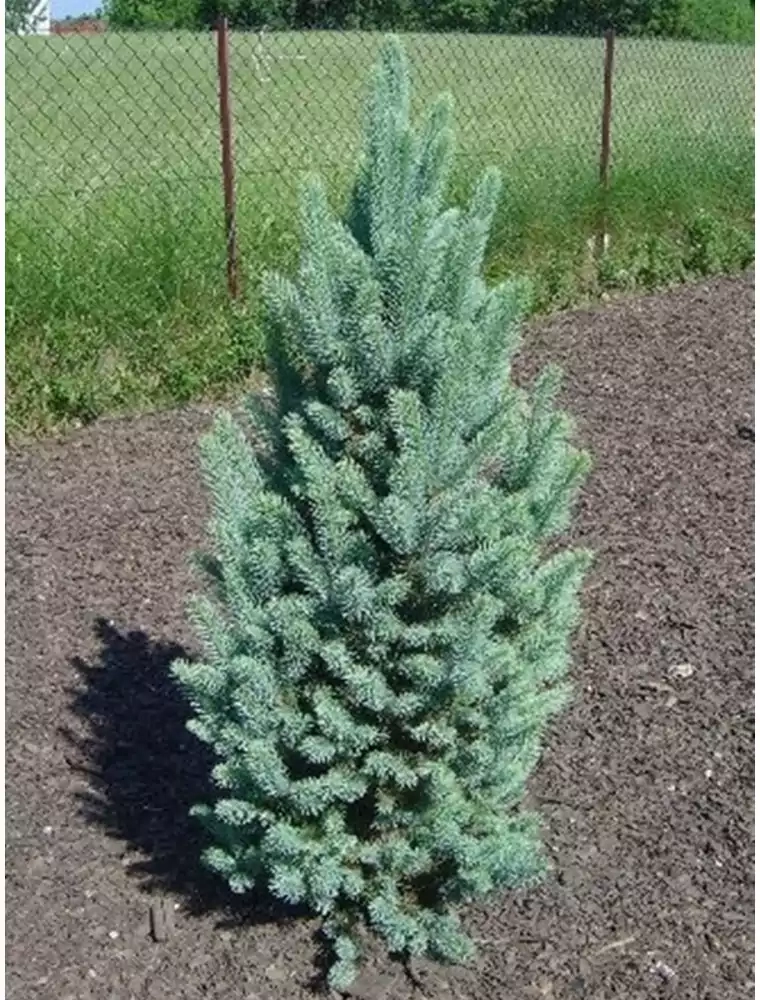 Picea pungens 'Iseli Fastigiate' D