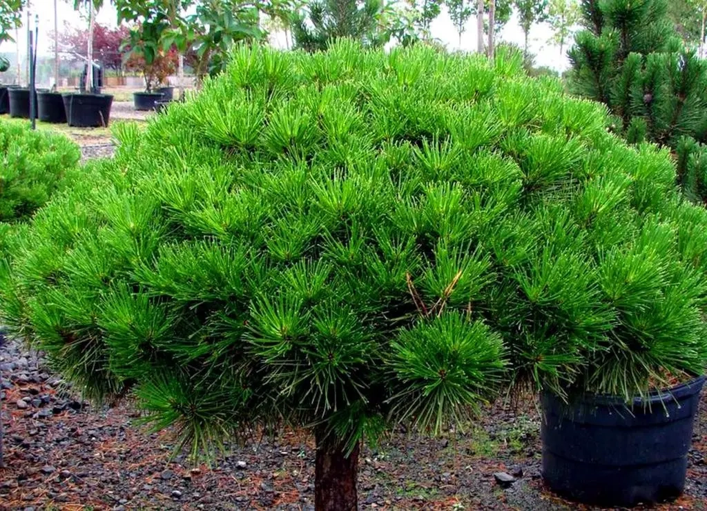 Pinus densiflora Jane Kluis D