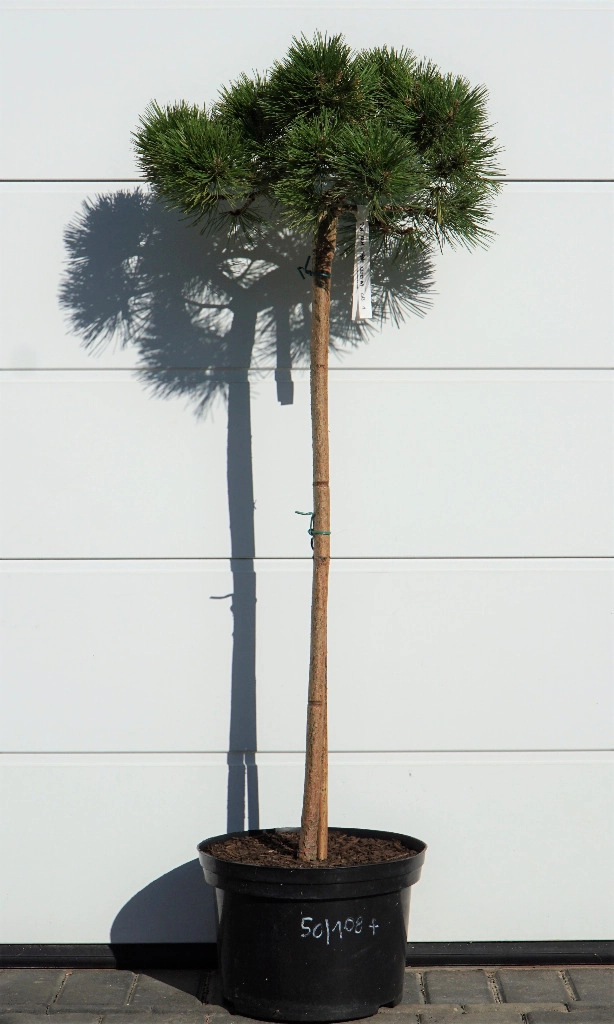 Pinus densiflora Jane Kluis S