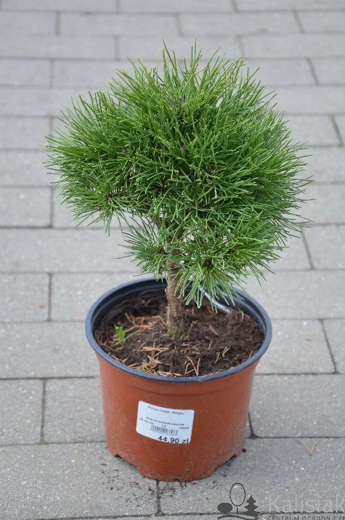 Pinus mugo Allgäu