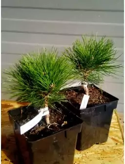 Pinus mugo 'Humpy'