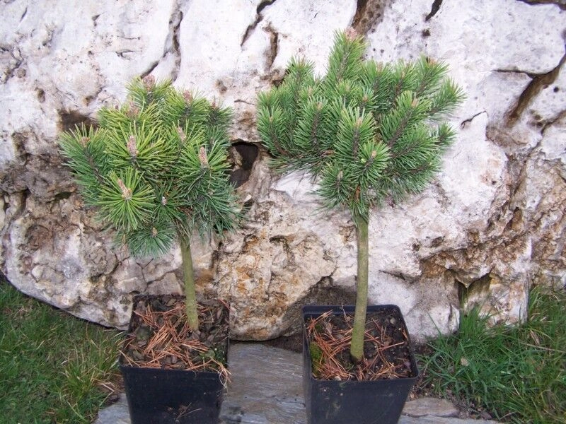 Pinus mugo mops