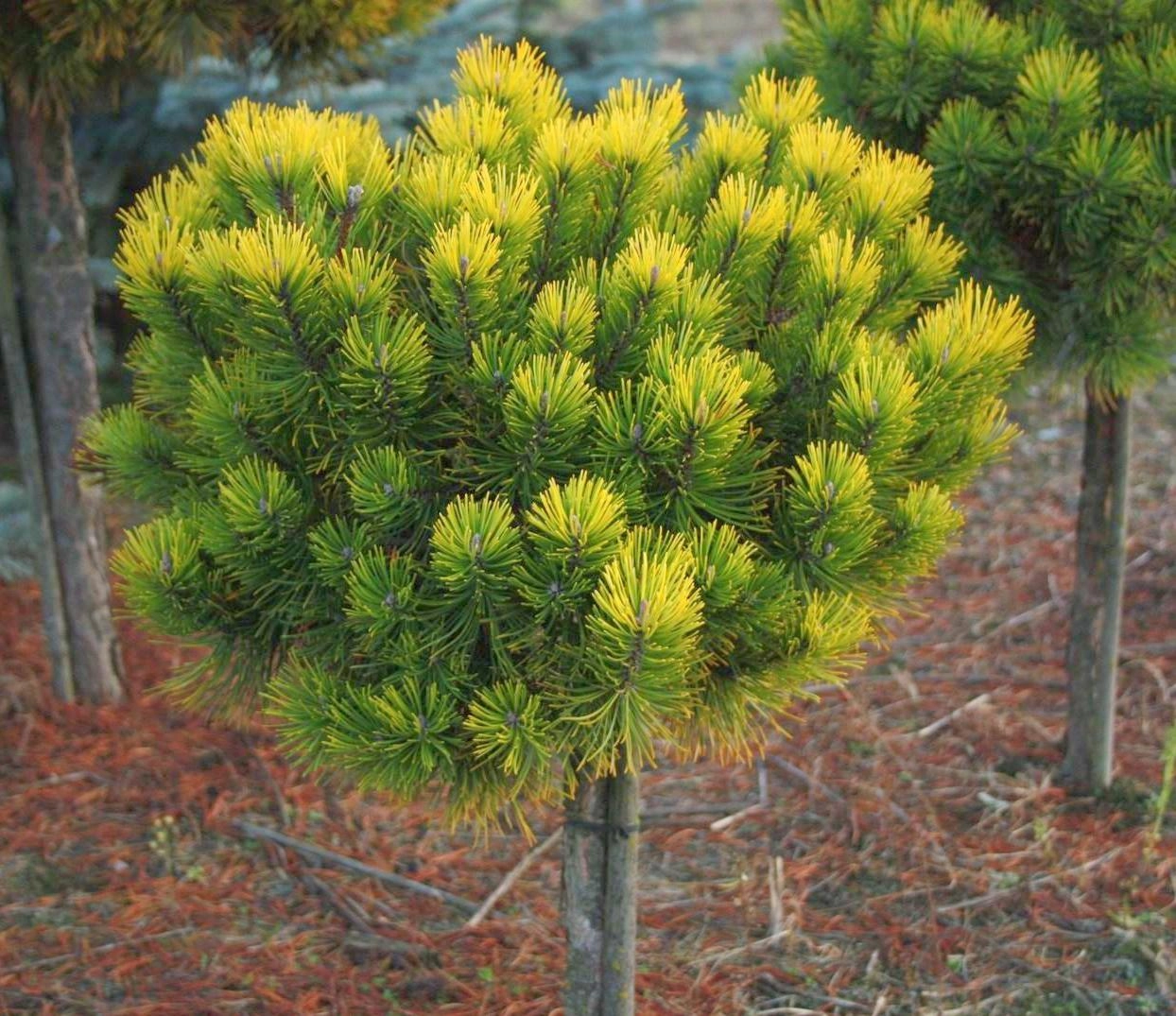 Pinus mugo 'Ophir' D