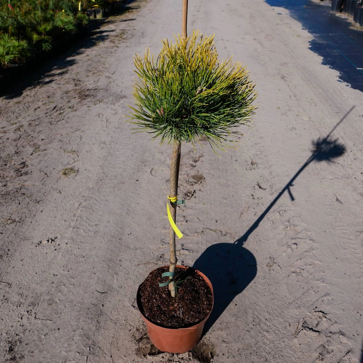 Pinus mugo 'Ophir'